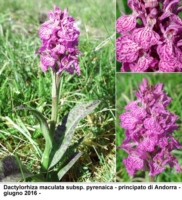 DACTYLORHIZA: immagini di una splendida orchidacea.